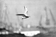 Беседы о фотомастерстве - dyko_photo_070.jpg