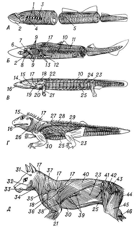 Большая Советская Энциклопедия (МЫ) - i010-001-260112689.jpg