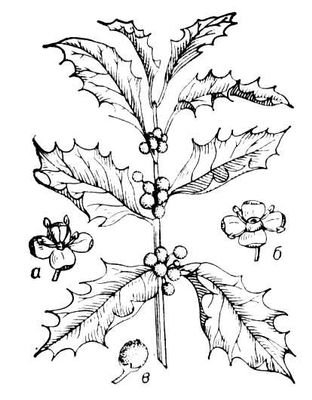 Большая Советская Энциклопедия (ПА) - i009-001-222663568.jpg