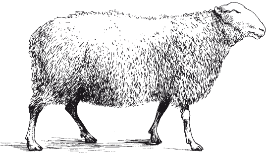 Болезни мелкого рогатого скота - i_002.png