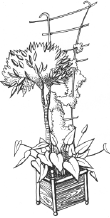 Энциклопедия комнатных растений - i_043.png