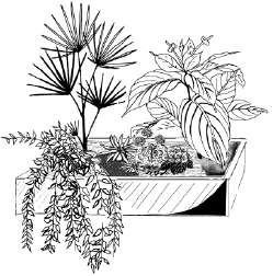 Энциклопедия комнатных растений - i_046.png