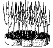 Энциклопедия комнатных растений - i_056.png