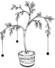 Энциклопедия комнатных растений - i_062.png