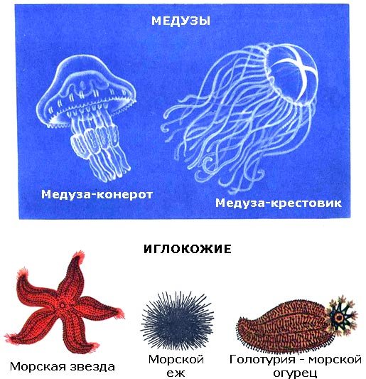 По морям вокруг Земли. Детская морская энциклопедия. Часть II - i_009.jpg