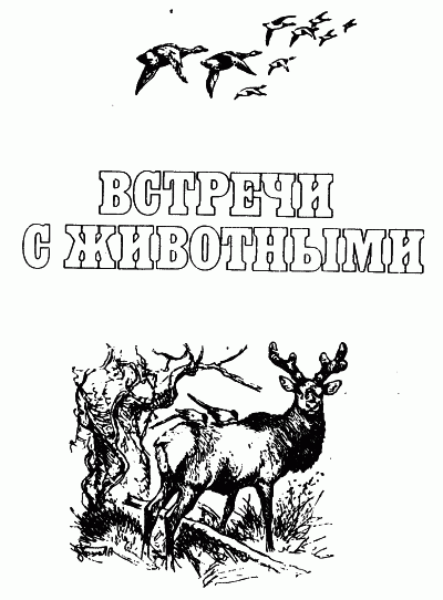 Встречи с животными - img_1.png