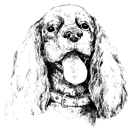 Американский кокер-спаниель - _03.png