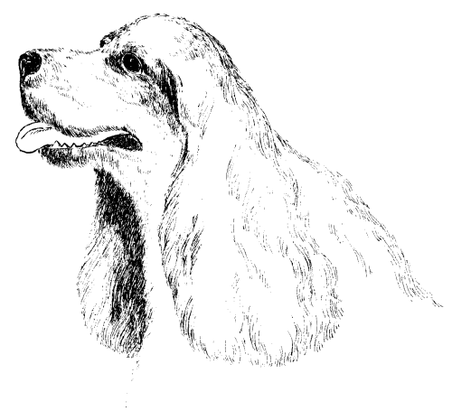 Американский кокер-спаниель - _04.png