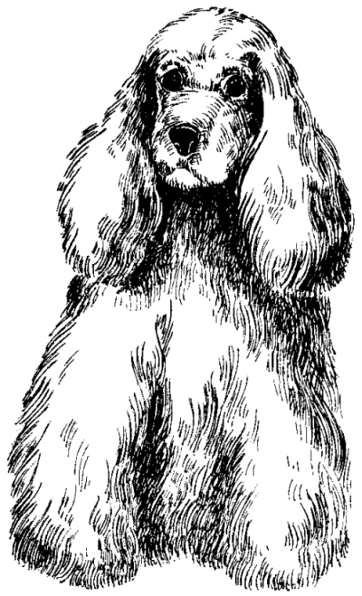 Американский кокер-спаниель - _05.png
