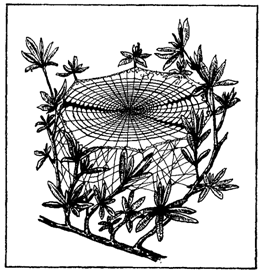 Первопоселенцы суши - i_008.png