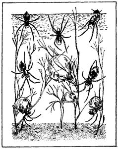 Первопоселенцы суши - i_015.png