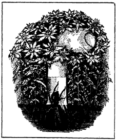 Первопоселенцы суши - i_033.png