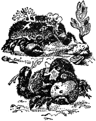 Причуды природы - i_004.png
