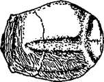 История религии (Книга 1) - pic_42.png