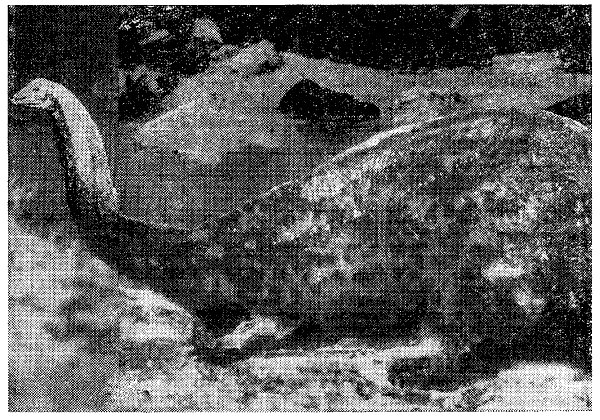 Искатель. 1967. Выпуск №2 - i_029.png