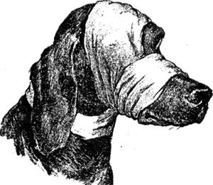 Болезни собак. Краткое руководство. Наружные болезни - i_021.png