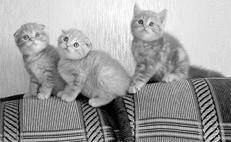 Шотландские вислоухие кошки - i_002.jpg