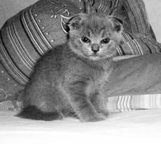 Шотландские вислоухие кошки - i_003.jpg