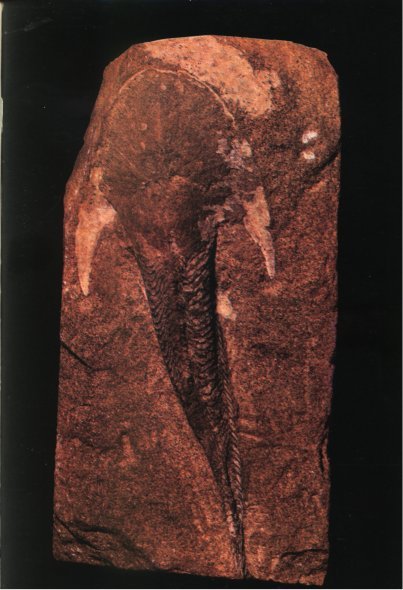 Жизнь на Земле. Естественная история - i_053.jpg
