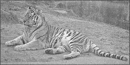 100 великих рекордов живой природы - i_086.jpg