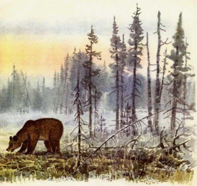 Жил-был медведь - _005.jpg