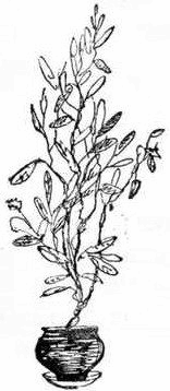Пушистый гость - i_012.png