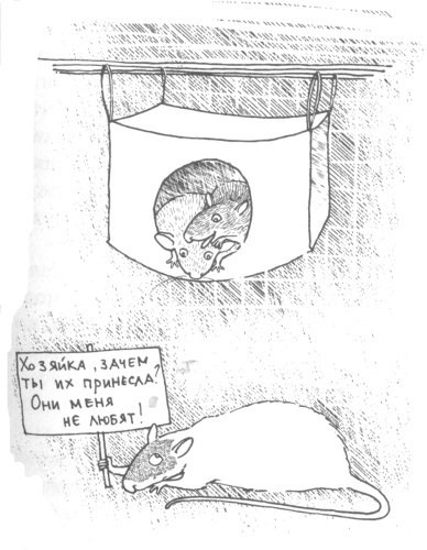 Крысявки. Крысиное житие в байках и картинках - _7.jpg