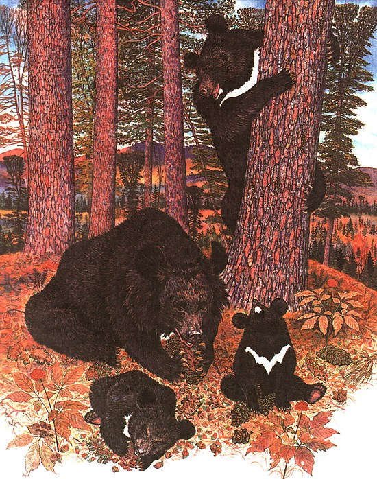 Повесть о гималайском медведе - i_004.jpg