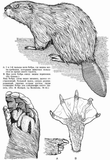 Лососи, бобры, каланы - i_125.png