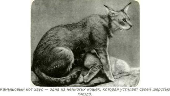 Мир животных Том 1 - i_244.jpg