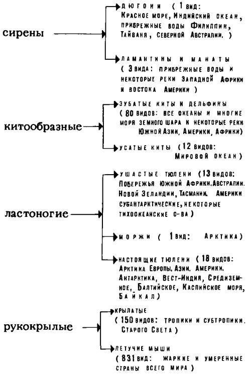 Рукокрылые, приматы, неполнозубые, панголины, зайцеобразные, грызуны, китообразные, ластоногие, трубкозубые, даманы, сирены и хоботные - i_351.jpg