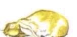 Мир животных. Домашние животные - i_205.jpg