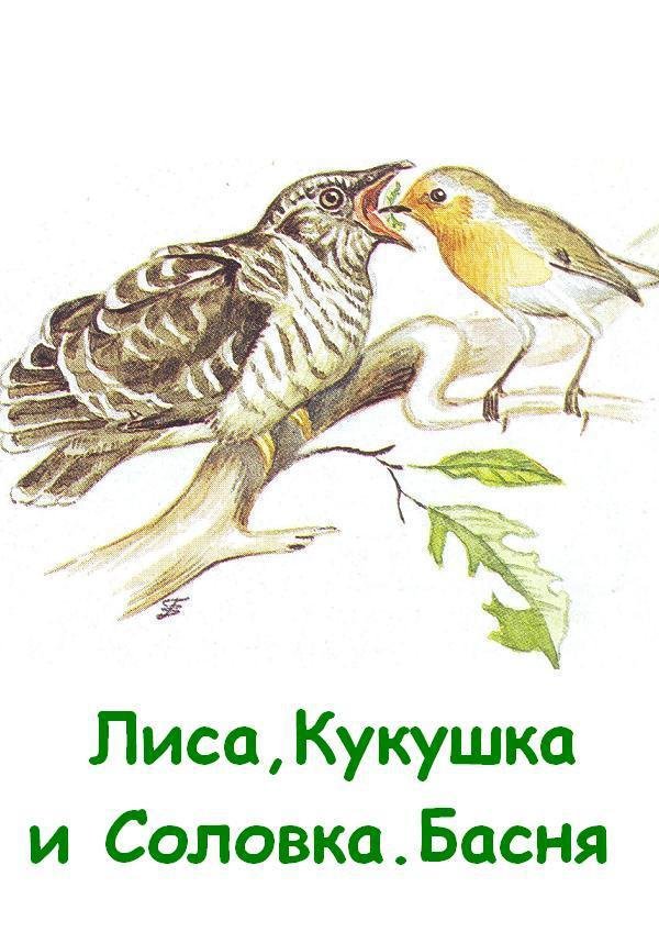 Лиса, Кукушка и Соловка. Басня - Kuk.JPG