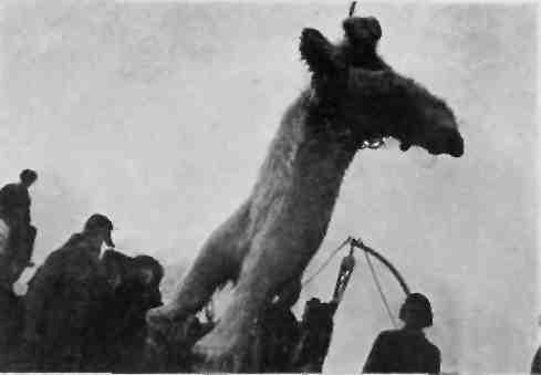 Поход «Седова»  [Экспедиция «Седова» на Землю Франца-Иосифа в 1929 году]  - img_15.jpeg