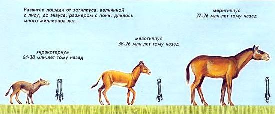 Лошади - _04.jpg