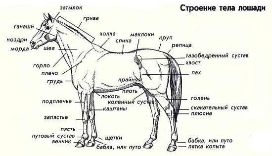 Лошади - _60.jpg_0