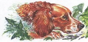 Великан на поляне или первые уроки экологической этики - _20.jpg