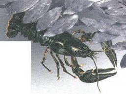 Великан на поляне или первые уроки экологической этики - _36.jpg