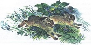 Великан на поляне или первые уроки экологической этики - _71.jpg