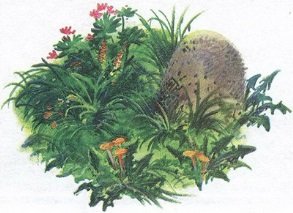 Великан на поляне или первые уроки экологической этики - _34.jpg