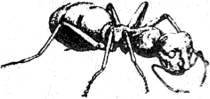 Энциклопедия языческих богов. Мифы древних славян - i_325.jpg