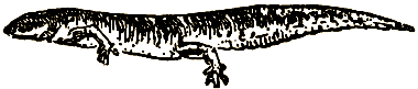 Маленькие дикари (Рисунки автора) - i_006.png