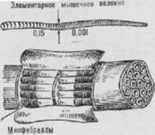 Активное долголетие (Моя система борьбы со старостью) - pic_29.jpg