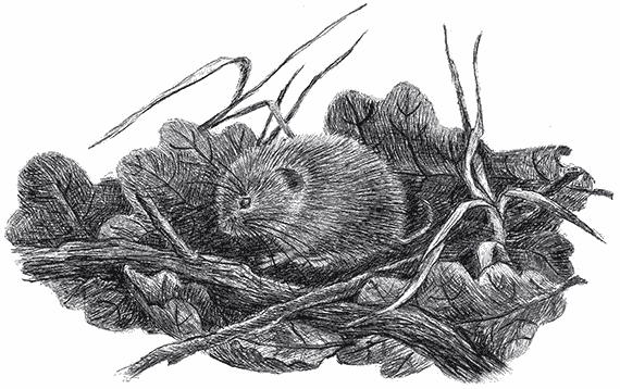 Лесные разведчики (сборник) - i_001.png