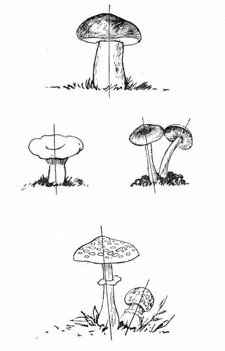 Давайте рисовать - i_033.jpg