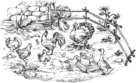 Домашняя птица - _00.png