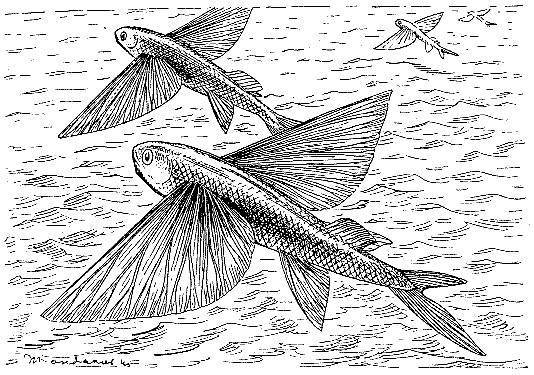 Море живёт - _10.jpg
