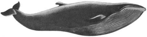 Кит - doc2fb_image_02000026.jpg