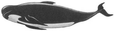 Кит - doc2fb_image_0200003C.jpg