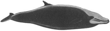 Кит - doc2fb_image_0200003F.jpg